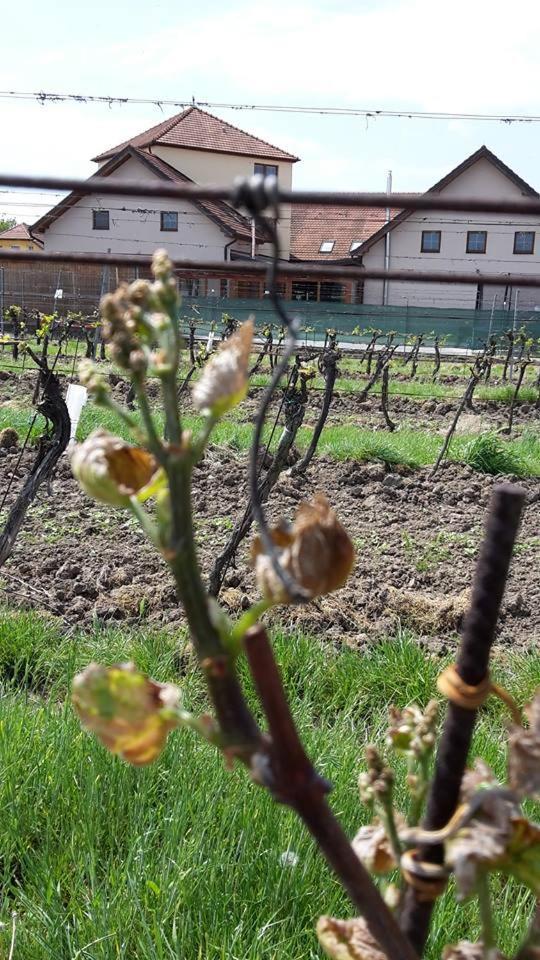 Penzion Kosik Tvrdonice Exterior foto